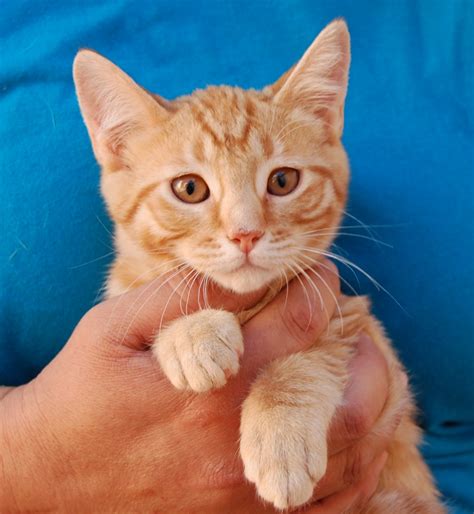 Kitten rescue - Search for cats for adoption at shelters near Birmingham, AL. Find and adopt a pet on Petfinder today.